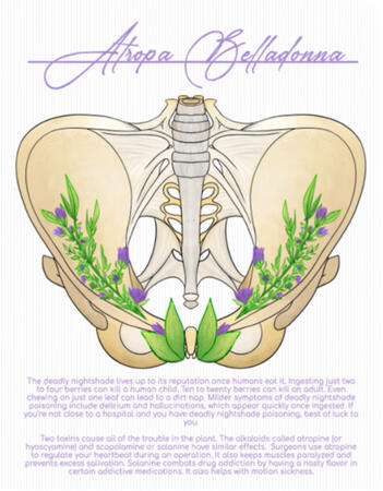 Belladonna