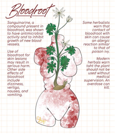 Bloodroot
